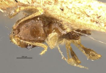 Media type: image;   Entomology 20755 Aspect: habitus dorsal